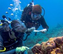 Researchers Rebecca Vega Thurber and Ryan McMinds gathering reef samples