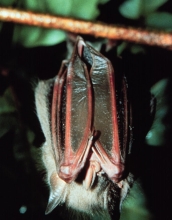 red fig-eating bat