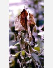 An apple tree shoot infected with fire blight.