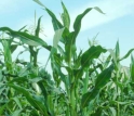 Maize (Zea mays) plant