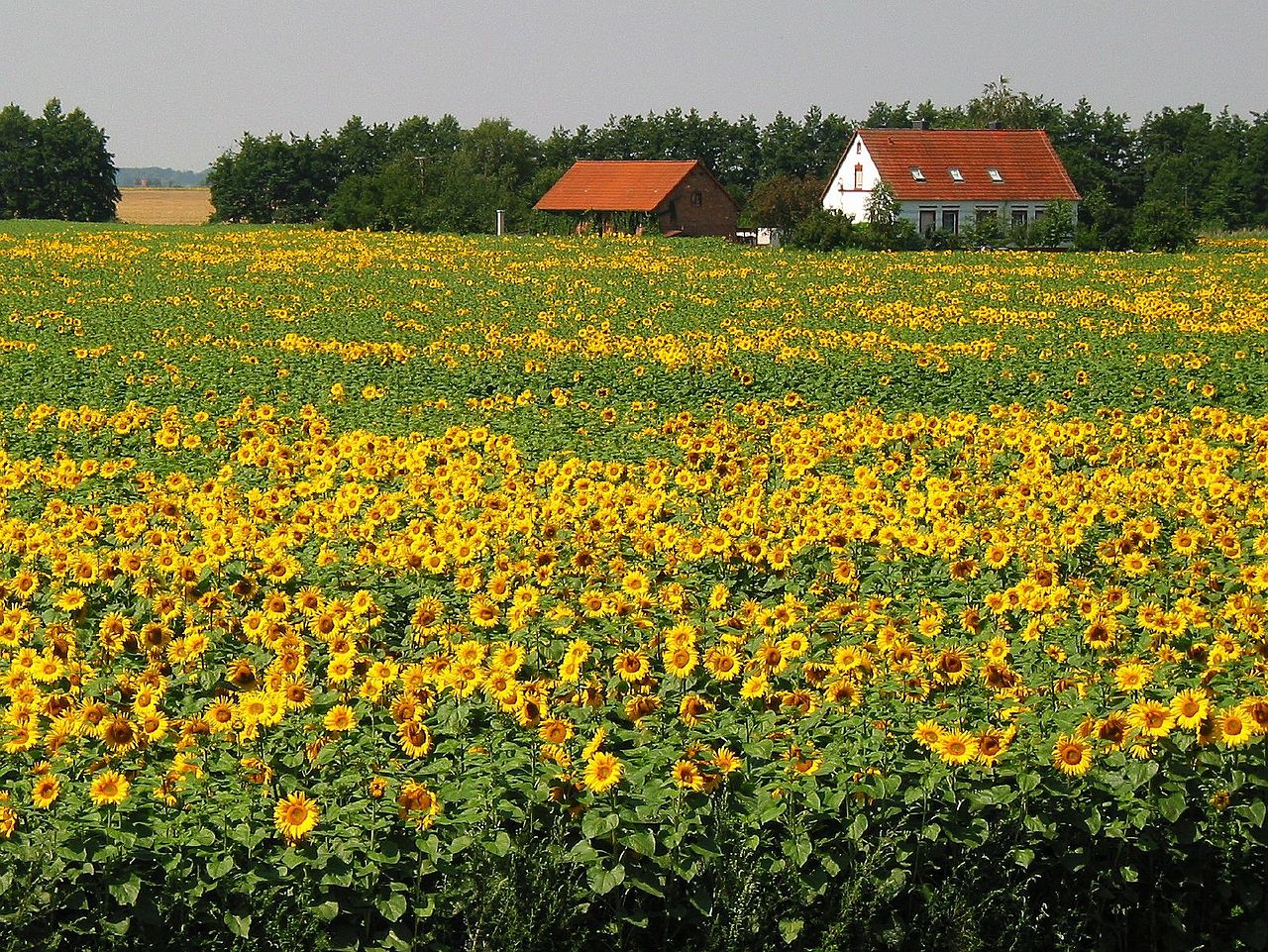 Подсолнух мир. Ukrainian Village семечки цветы в деревне. Дехқончилик фото.