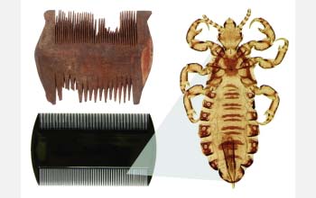 wooden nit comb, plastic counterpart and a human head louse