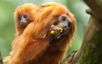tamarin monkey dad and baby  on a branch