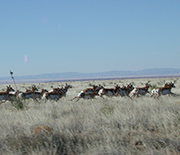 A herd of pronghorn antelope running through grass.