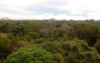 View of a tropical forest in the Amazon from the top of a research tower in Brazil.