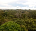 View of a tropical forest in the Amazon from the top of a research tower in Brazil.