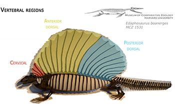 Edaphosaurus fossils came from late Carboniferous to early Permian times, 300-280 million years ago.