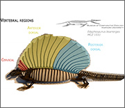 Edaphosaurus fossils came from late Carboniferous to early Permian times, 300-280 million years ago.