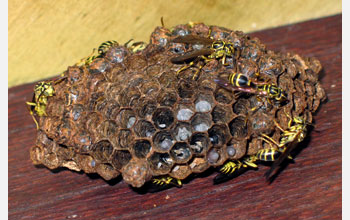 Paper Wasp (<em>Mischocyttarus mastigophorus</em>)