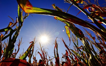 corn crop