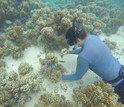 Researchers at the University of Guam sample sponges off Guam's coast.