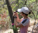 Researcher Elizaveta Litvak installs sap flow sensors on Los Angeles trees.