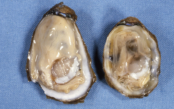 Healthy (left) and diseased (right) eastern oysters. The diseased oyster is infected with Dermo.