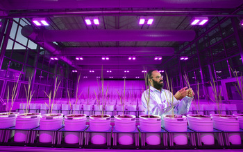 University of Nebraska-Lincoln principal investigator Harkamal Walia examines samples in a phenotyping facility.