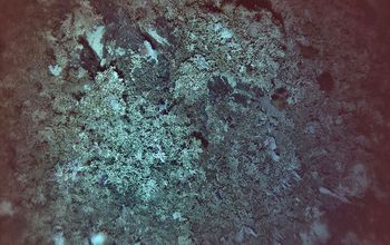 What are these deep-sea reefs doing in the Pacific Ocean? Scientists are finding out.