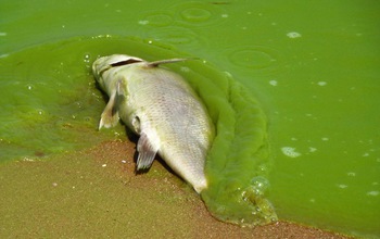 Fish suffocated in the Lake Erie algae bloom of August,2011.