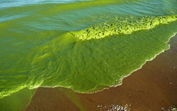 An extensive algae bloom in Lake Erie in August, 2011 resulted from record-breaking nutrient loads.