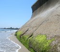 Seawall in the intertidal zone of a sandy beach in Santa Barbara County, California.