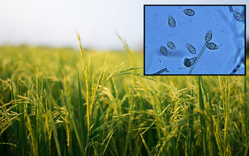 Rice field with an inset image of the blast fungus Magnaporthe oryzae.