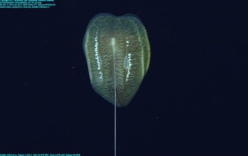 One of the largest ctenophores, this deep-sea species is the size of an American football.