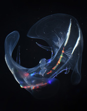Shallow-living comb jelly
