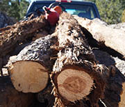 Truckload of fuel wood harvested from the pinyon-juniper woodlands of Utah by local tribal members.