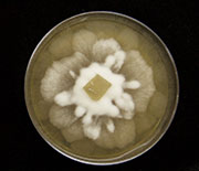 Dimensions of Biodiversity researchers are studying a soil fungus in culture on malt extract agar.