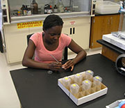 Undergraduate researcher Brelahn Wyatt/University of Alabama collects fly larvae for an assay.