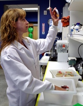 University of Colorado Denver associate professor Timberley Roane examines bacterial growth on Petri plates in her research laboratory in the school's department of integrative biology.