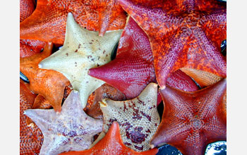 Bat stars (<em>Patiria miniata</em>) may be found in a profusion of colors