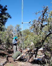 Researchers Darin Law and Juan Villegas investigate dying trees and local climate in New Mexico.