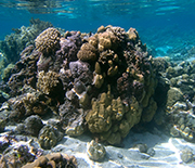 Patch reefs in the lagoon at Moorea showing encrusting, branching corals.