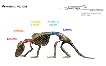 A modern-day opossum shows the addition of a fifth region in the backbone, the lumbar region.