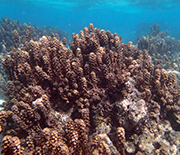 Patch reefs in the Moorea lagoon that are dominated by macroalgae.