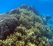 A Moorea lagoon patch reef that's dominated by live coral.