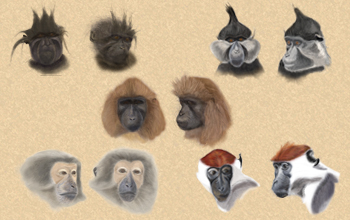 Researchers have yet to fully agree on how to classify all mangabey species