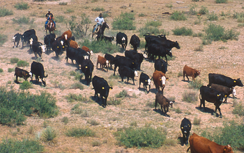 Livestock grazing  and cowboys