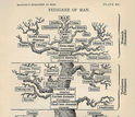 The tree of life as viewed by Ernst Haeckel in his 1879 work The Evolution of Man.