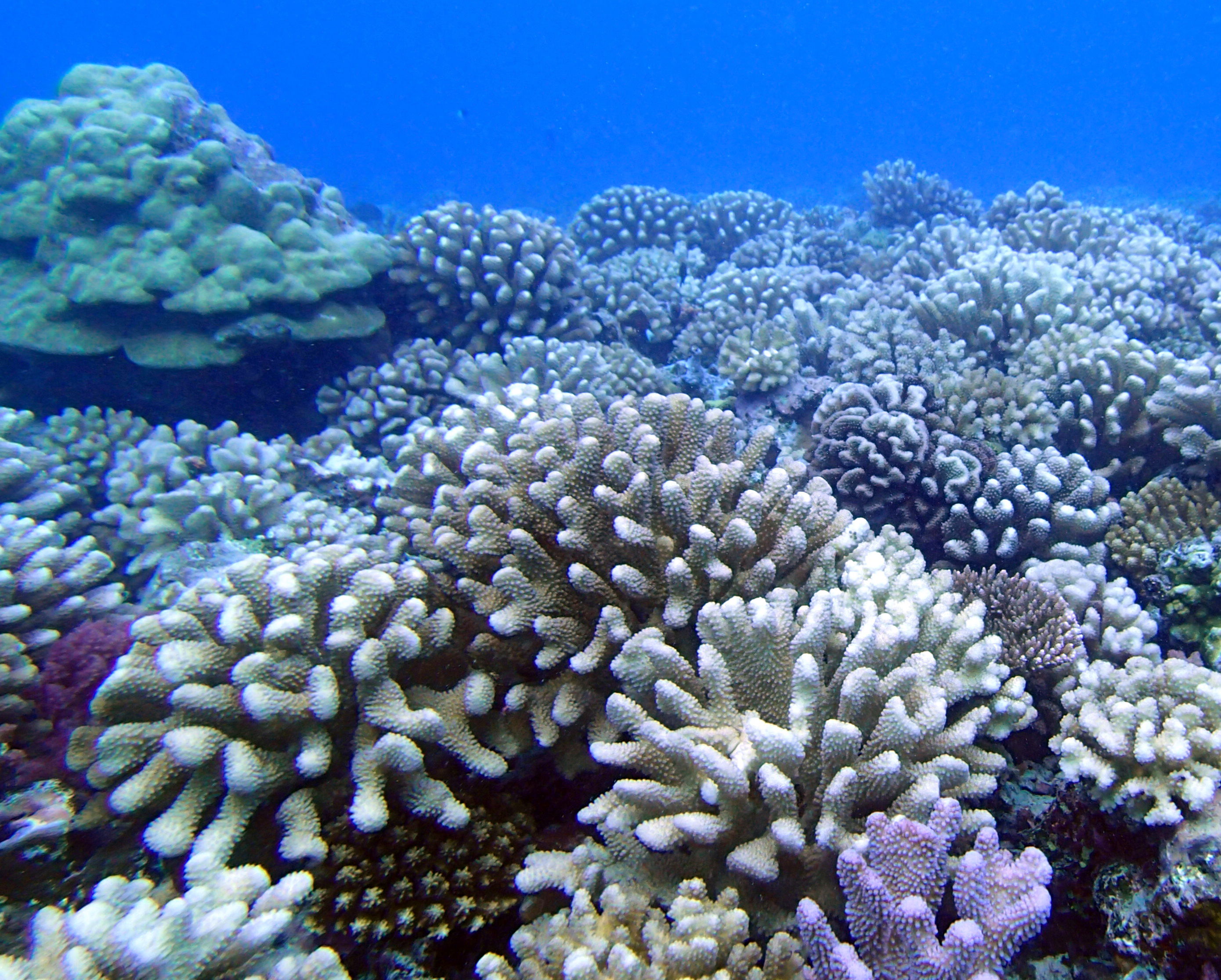 Multimedia Gallery - Branching, mounding corals on the Moorea forereef ...