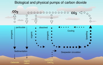Graphic showing the biological pump in the ocean.