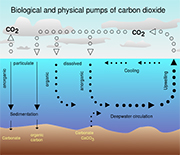 Graphic showing the biological pump in the ocean.