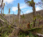 Tropical forest after being damaged by Hurricane Maria.