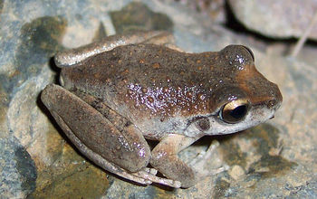 a booroolong frog