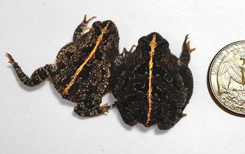 A size comparison of two oak toads with a 25 cents coin