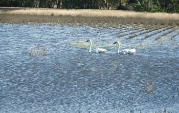 Swans in a flooded farmed depression
