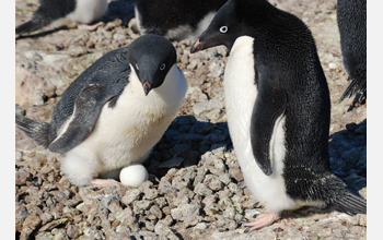 An Adelie penguin couple with their nest of eggs on Ross Island, Antarctica