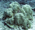Porites coral with keyhole-shaped openings