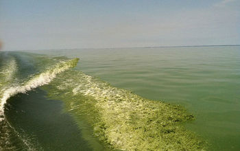 Even the waves are green. An algae bloom in Lake Erie, as seen on July 22, 2011.