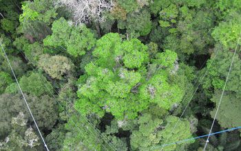 Tree crowns in the Amazon