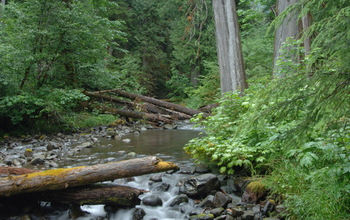 logs and tress near a stream